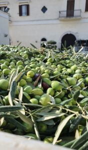włoska oliwa