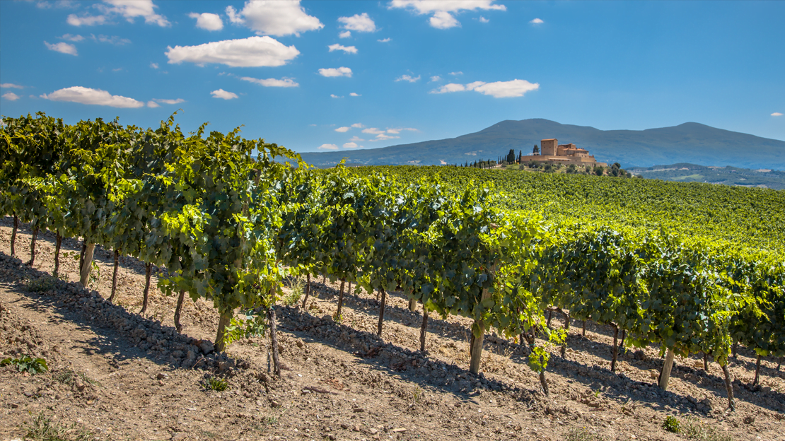 Produkcja wina Chianti - winnice w Toskanii