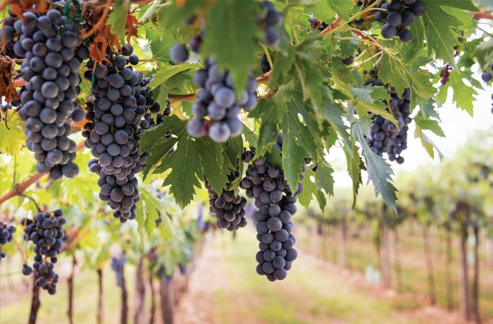 Dojrzałe winogrona w winnicy