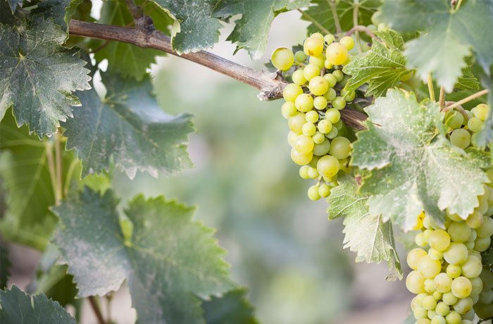 Jak smakuje Chardonnay