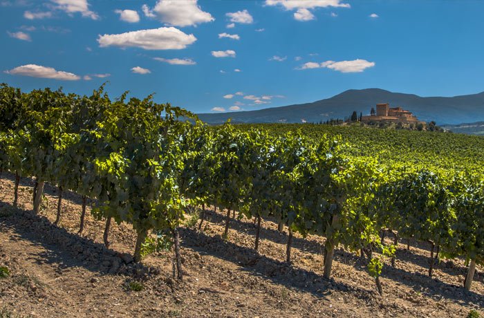 Winnica w Toskanii - terroir w winiarstwie