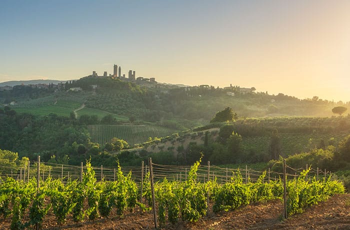 winnice pod San Gimignano