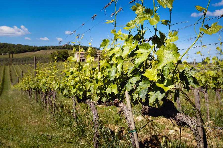 Maremma i Morellino di Scansano: nadmorska Toskania