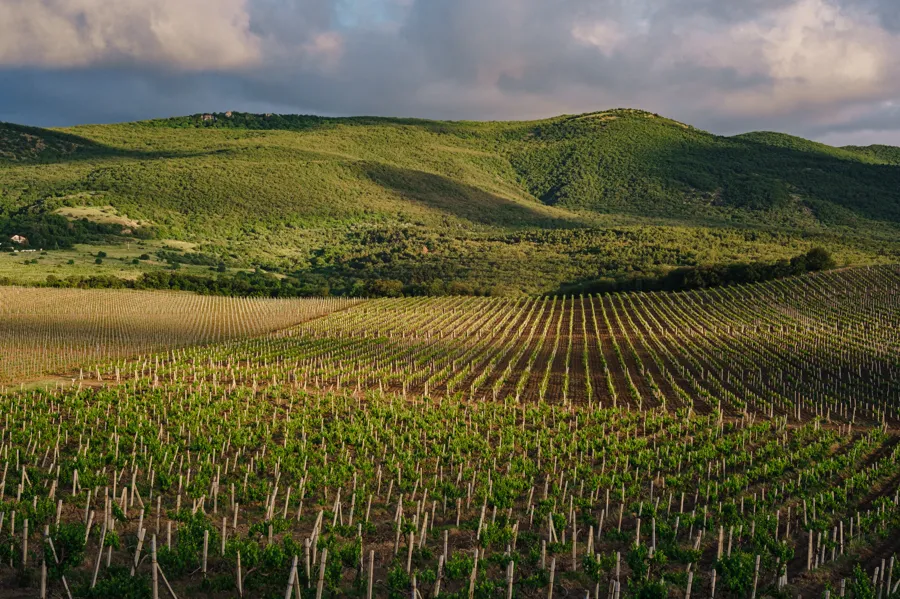 Valtellina – czerwone wina z serca Alp